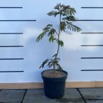 Albízia (Albizia Julibrissin) ´OMBRELLA BOUBRI´® - výška  40-60 cm, kont. C2L